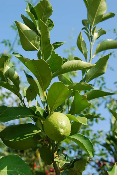 Unripe lemon — Stock Photo, Image