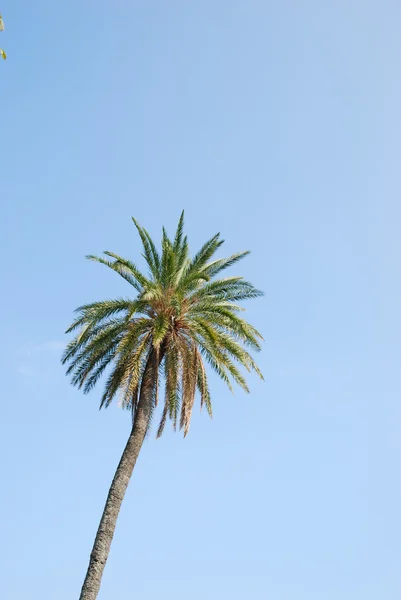 青空を背景にヤシの木 — ストック写真