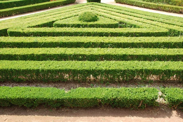 Arbustos verdes cortados (forma triangular ) — Foto de Stock