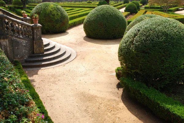 Красивый декоративный сад с зелеными кустами — стоковое фото