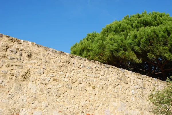 Antike Ruinen Detail mit prachtvollem Baum — Stockfoto