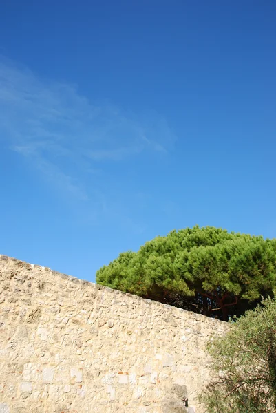 Antike Ruinen Detail mit prachtvollem Baum — Stockfoto