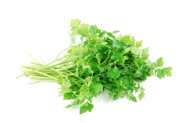 Bouquet of parsley on white — Stock Photo, Image