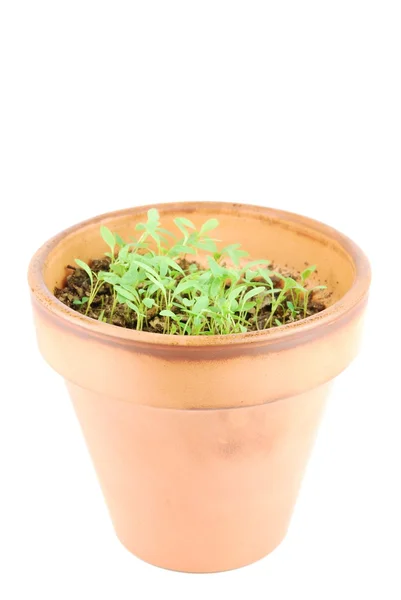 Jeune plante de persil sur un pot en terre cuite (fond blanc ) — Photo