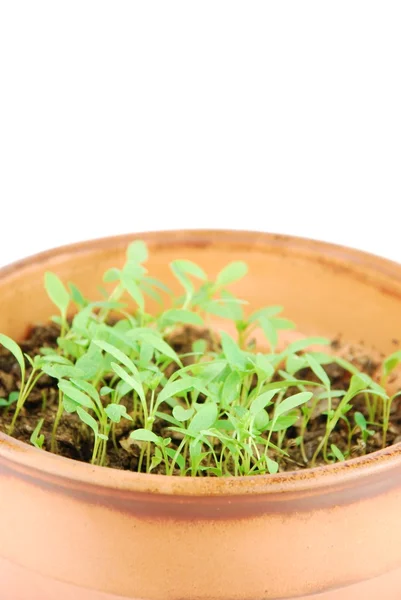 Jovem planta de salsa em um pote de terracota (fundo branco ) — Fotografia de Stock