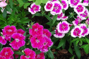 Purple and white dianthus clipart