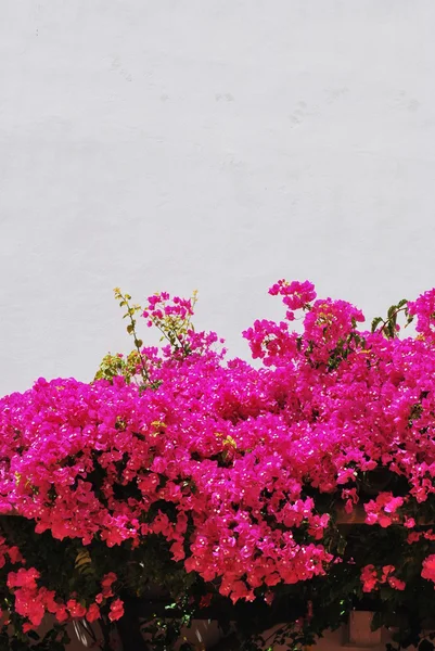 粉红色 bouganvilla 鲜花背景 — 图库照片