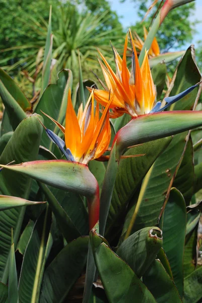 Стрелицкий цветок, райская птица — стоковое фото