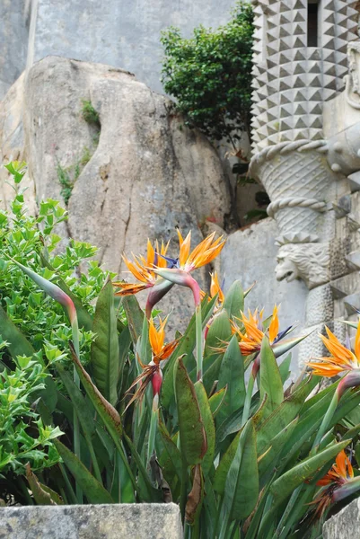 Strelitzia, bird of paradise flower — Stock Photo, Image