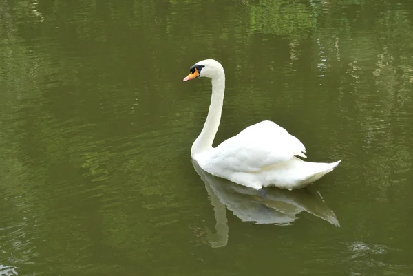 Немой лебедь на озере — стоковое фото