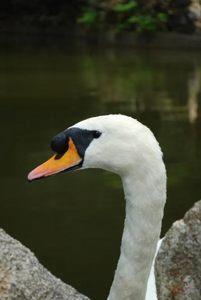 湖で白鳥をミュート — ストック写真