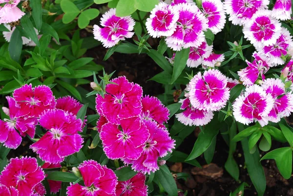Purple and white dianthus — Stock Photo, Image