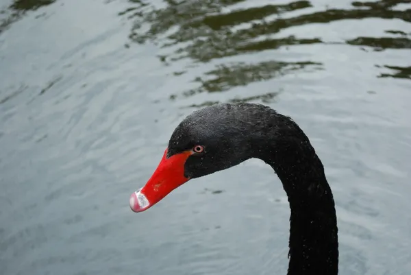Černá labuť na jezeře — Stock fotografie