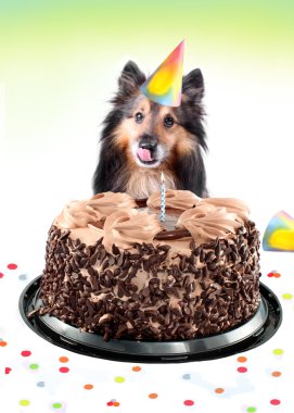 Sheltie birthday cake clipart