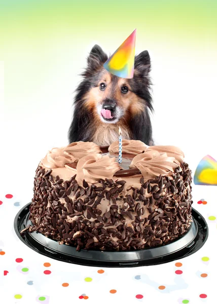 Menedék születésnapi torta — Stock Fotó