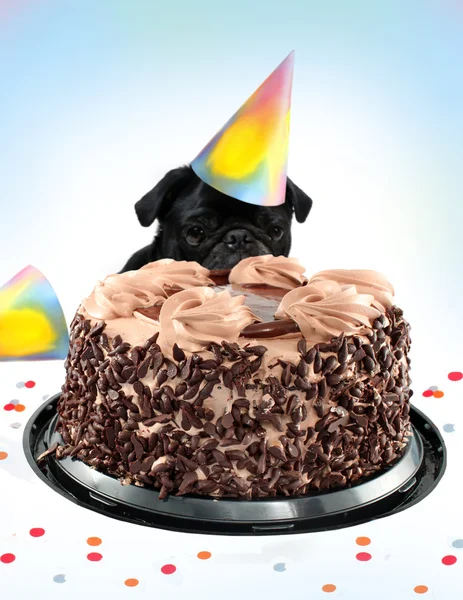 Tort urodzinowy mops — Zdjęcie stockowe