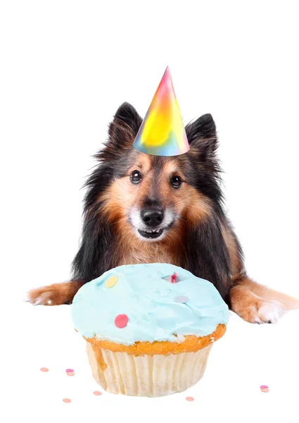 Собака день народження — стокове фото