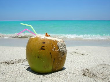 Caribbean beach coconut clipart