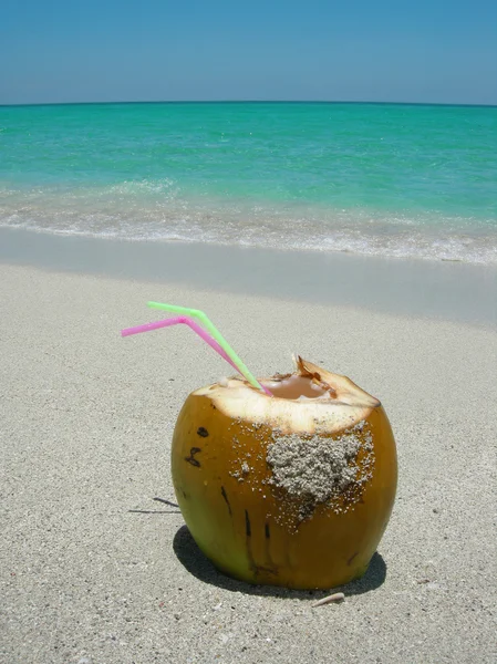Karibiska stranden kokos — Stockfoto