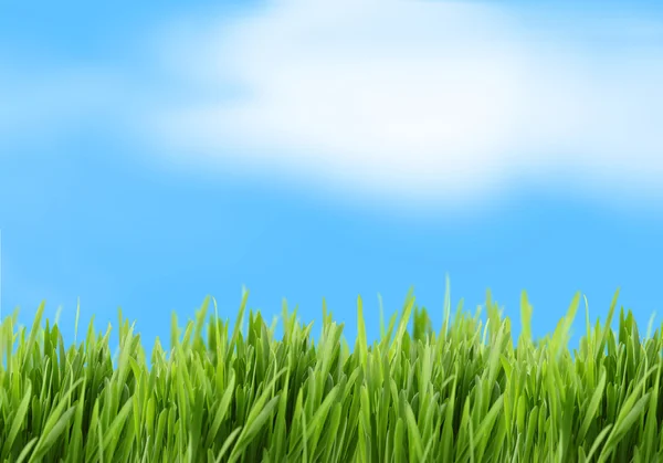 Green grass and blue sky background — Stock Photo, Image