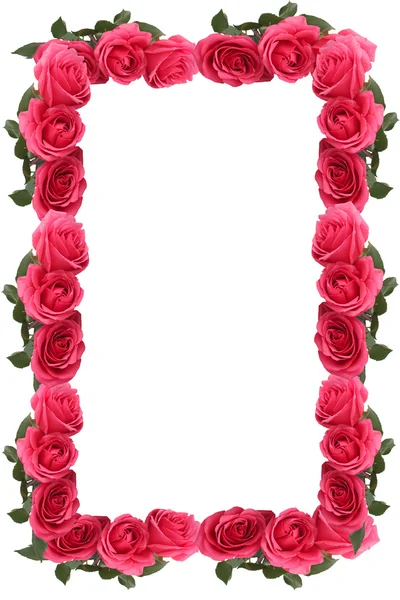 Rosa rosa borda ou quadro — Fotografia de Stock