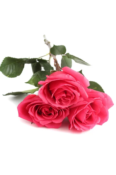 Rose rosa — Foto Stock