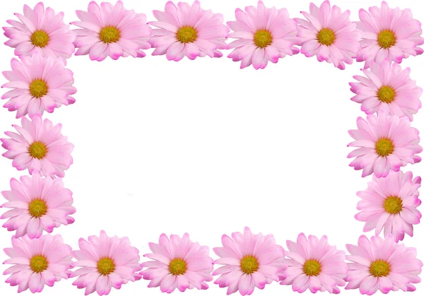 Pink daisy frame or border — Stock Photo, Image
