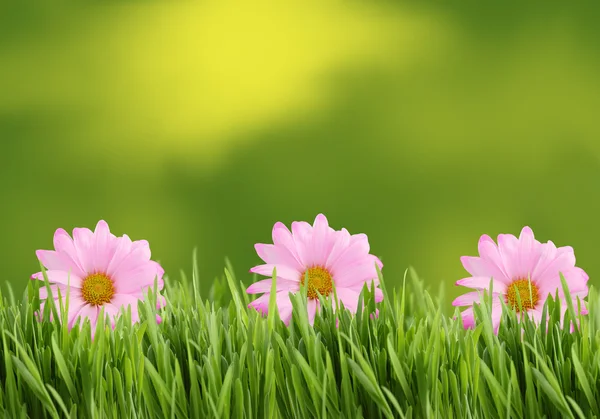 Grüne und rosa Gänseblümchen Hintergrund — Stockfoto