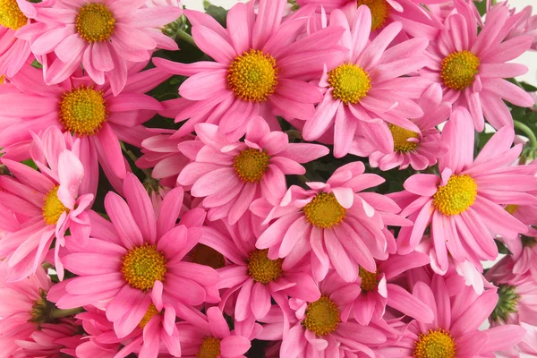 Pink daisy pozadí — Stock fotografie