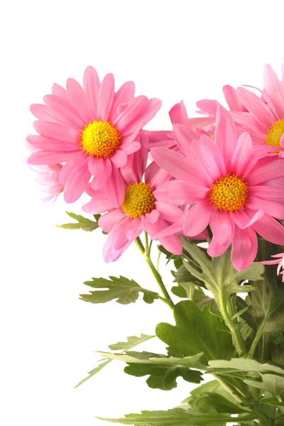 Pink daisy pozadí — Stock fotografie
