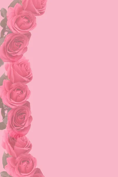 Rosor rosa bleka stationära — Stockfoto