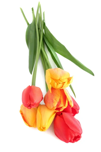 stock image Bouquet of tulips