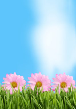 Grass and daisy background