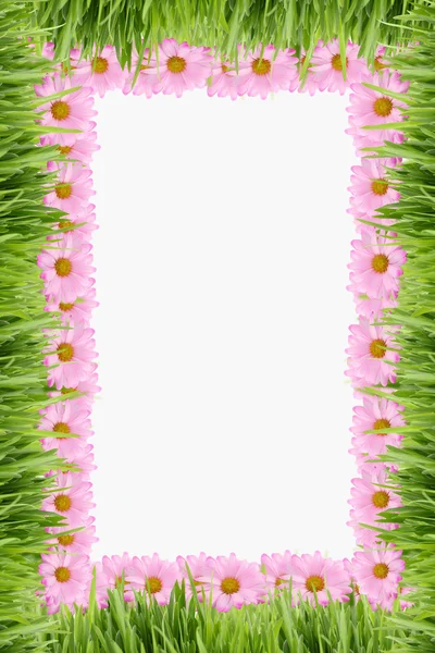 Gras und Gänseblümchen Hintergrund — Stockfoto