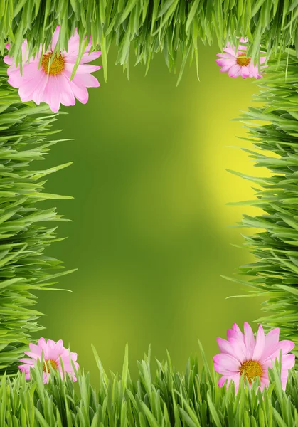草和菊花背景 — 图库照片
