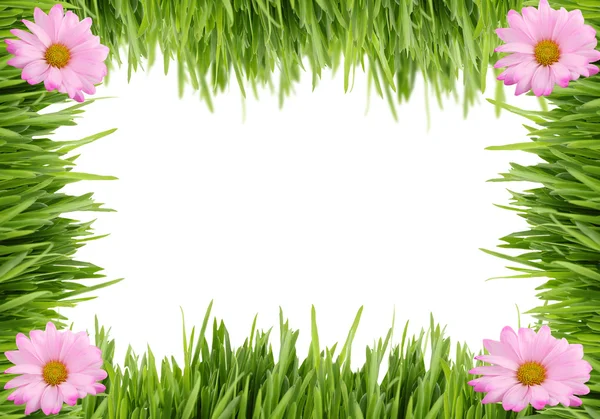 Gras en daisy achtergrond — Stockfoto