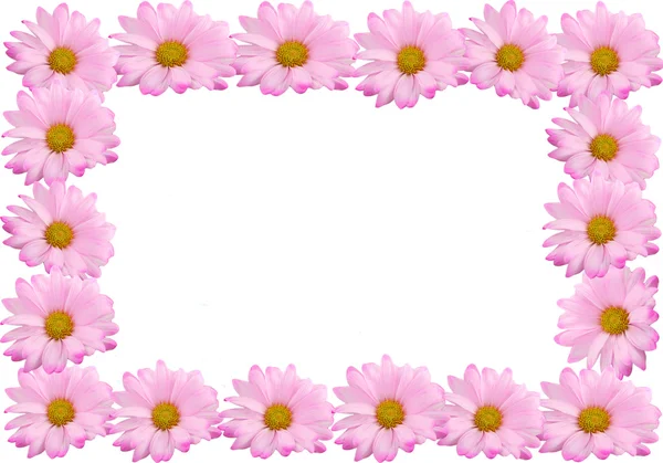 Roze daisy frame of rand — Stockfoto