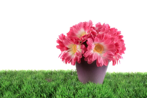 Vaso di margherite rosa — Foto Stock