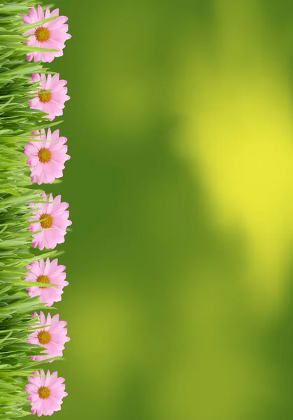 Gras und Gänseblümchen Hintergrund — Stockfoto