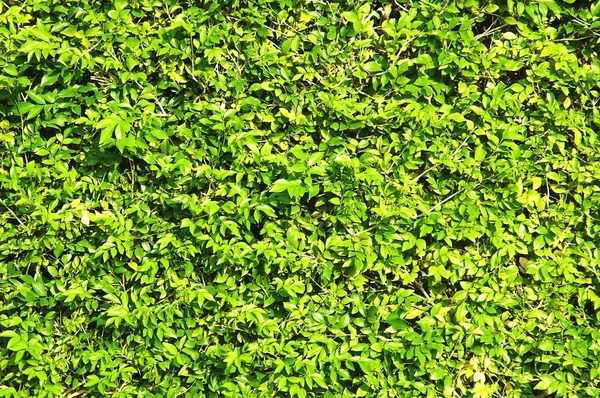 stock image Abstract texture fresh green foliage