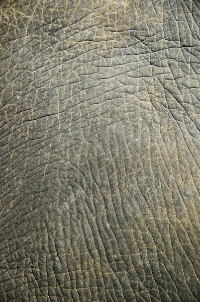 Struttura astratta da una pelle di elefante — Foto Stock