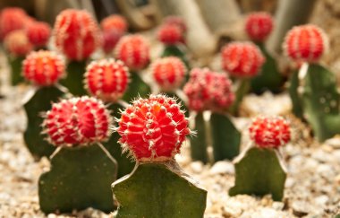 kaktüs. gymnocalycium michanovichii