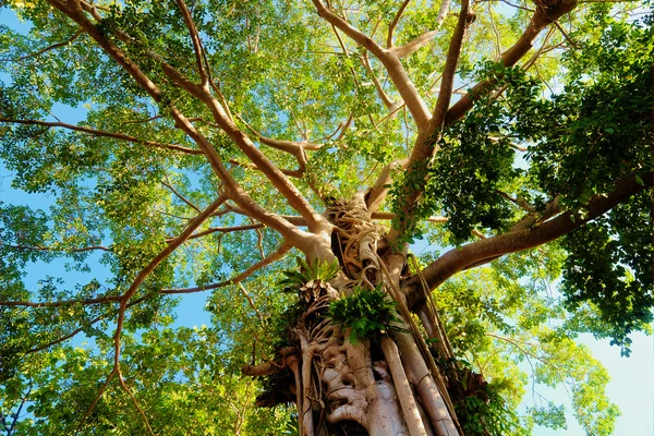 ต้นไม้ยักษ์ในป่าฝน — ภาพถ่ายสต็อก