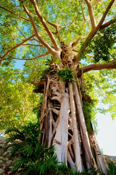 Гигантское дерево в тропическом лесу Стоковая Картинка