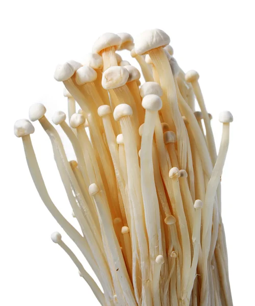 White Raw Mushrooms. — Stock Photo, Image
