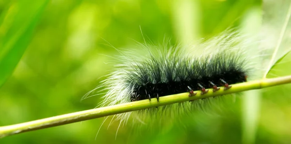 Reus shaggy caterpillar. — Stockfoto