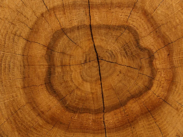 Snijden van boom eik — Stockfoto