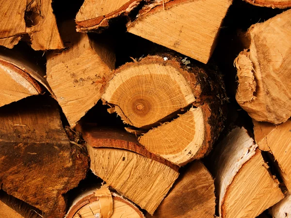 Palivového dřeva, strom dub — Stock fotografie