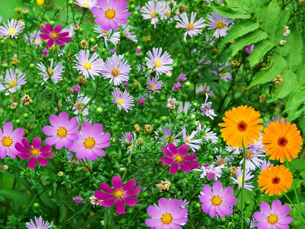 Camomiles virágok — Stock Fotó