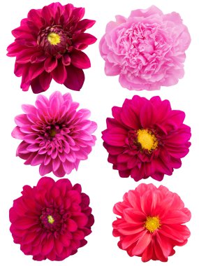 Flowers peonies dahlias clipart